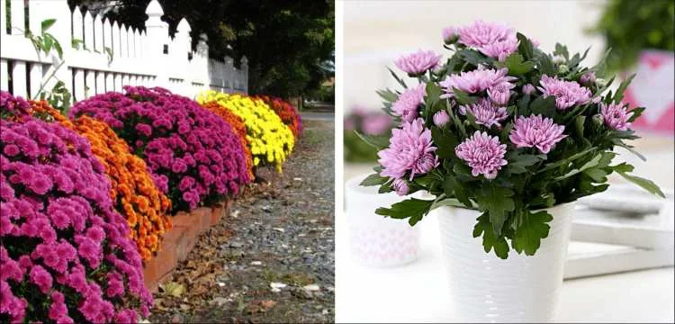 types of mums garden mums and florist mums