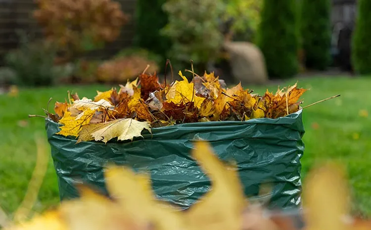 use autumn leaves in the garden_how to use autumn leaves in the garden