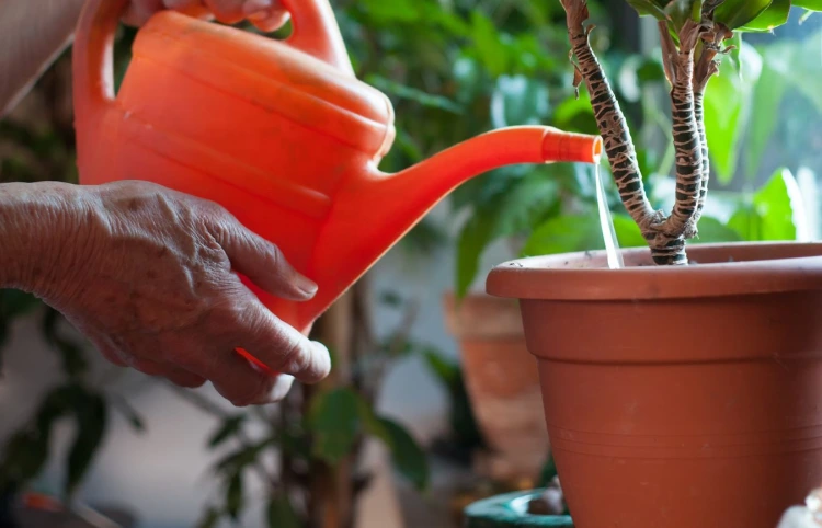 watering indoor dracaena fragrans in a pot red watering-can