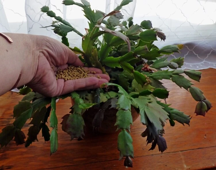 fertilizer for Christmas cactus Schlumbergera