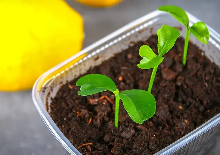 the best way to germinate lemon seeds