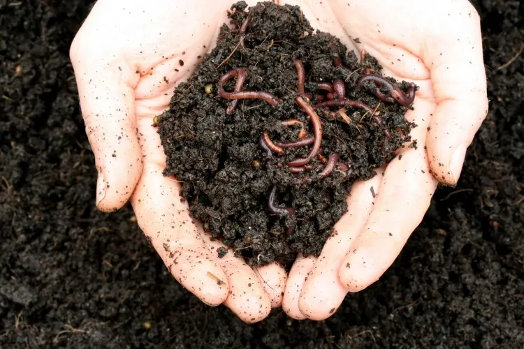 worms beneficial insects in the soil leaf decomposition soil improvement