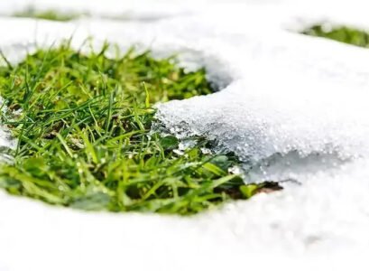 Can-you-plant-grass-seeds-in-December
