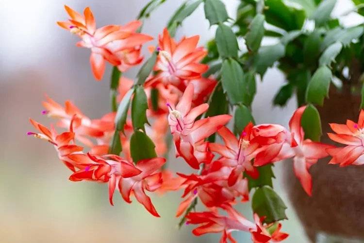 Christmas cactus before watering check soil moisture with your finger