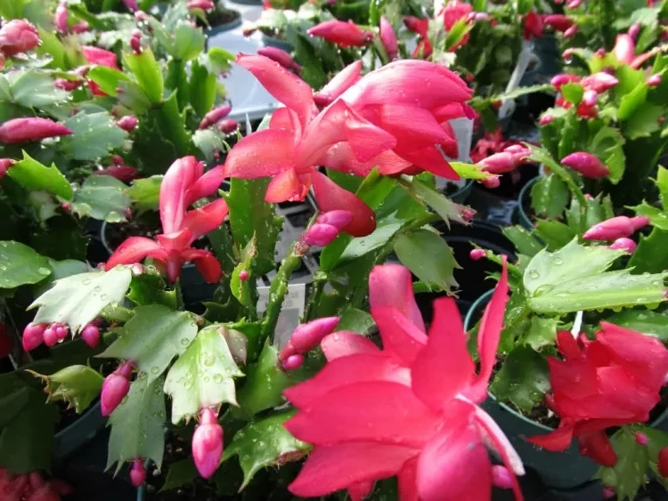 Christmas cactus blooming period starts november february succulent plants