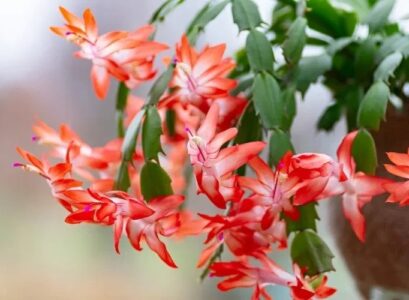 Christmas-cactus-care-blooming-watering