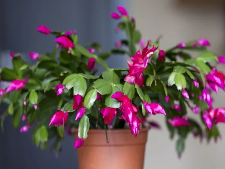 Christmas cactus outdoors or indoors