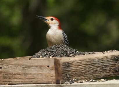 DIY-bird-feeder-ideas-from-recycled-materials