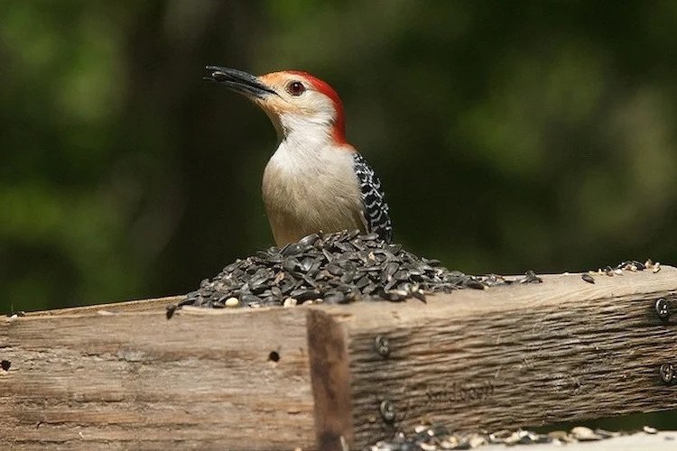 DIY-bird-feeder-ideas-from-recycled-materials
