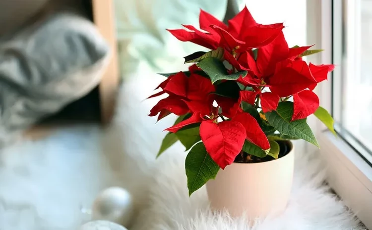 How to care for poinsettia in winter watering location fertilizer
