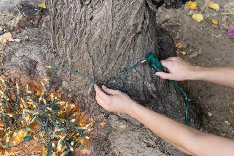 How to decorate an outdoor tree for Christmas with fairy lights
