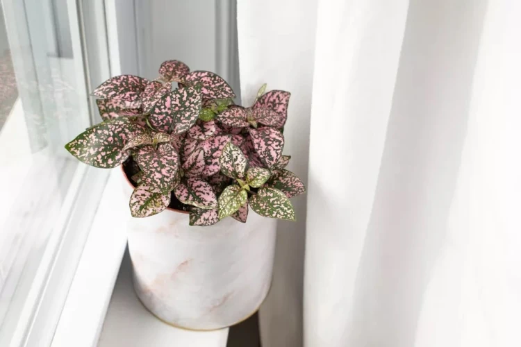 Polka dot plant where to place temperature light humidity