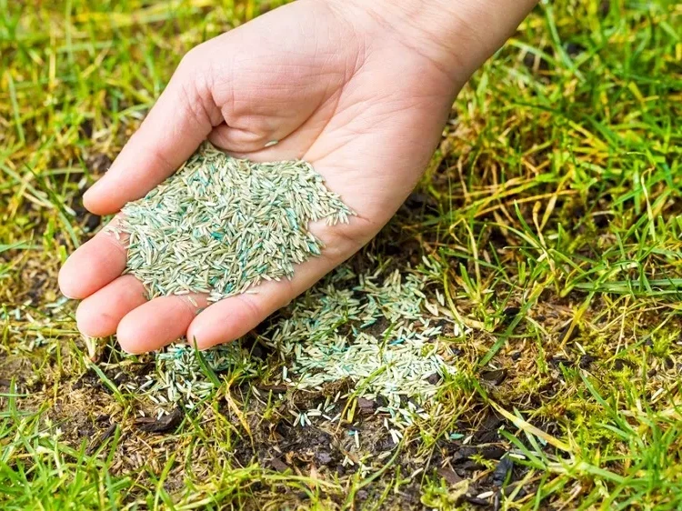 Why plant grass seeds in December