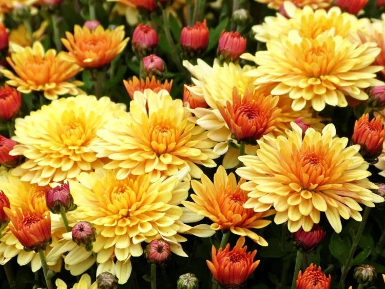 care for chrysanthemums tips on growing potted and garden mums conditions requirements