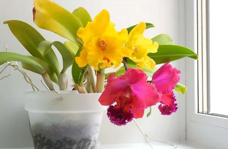 cattleya orchids care_how to take care of orchids