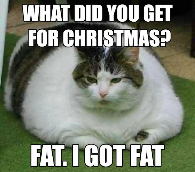 christmas funny animal memes and quotes laughter happy smile