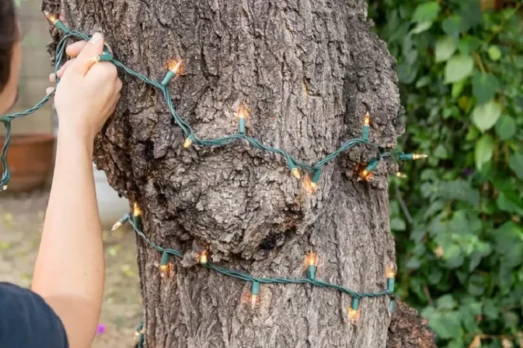 decorate an outdoor tree for Christmas with fairy lights