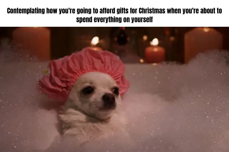 dogs and cats funny christmas memes animals make you laugh trends 2022 relatable humor