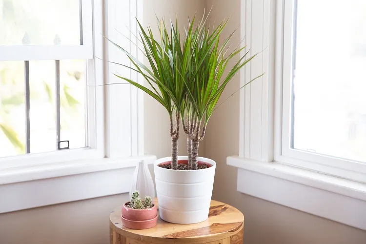 dracena plants light_how to take care of dracaena plants