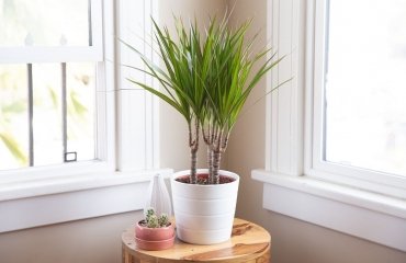 easy to care for houseplants_low-maintenance houseplants