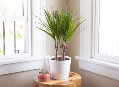easy to care for houseplants_low-maintenance houseplants