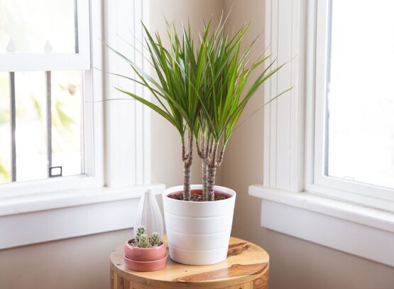 easy to care for houseplants_low-maintenance houseplants