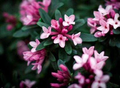 flowers of winter best_daphnes