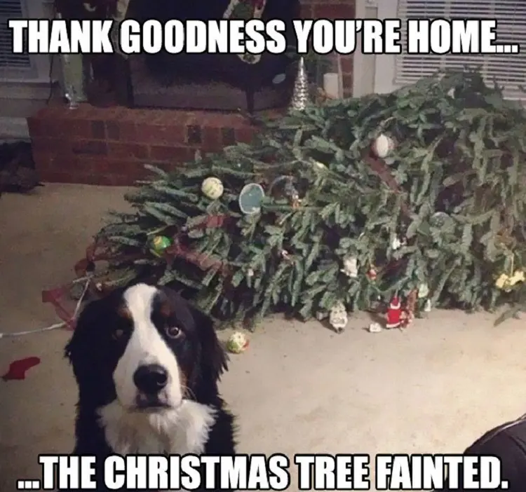 divertidos memes navideños chistes citas e imágenes diviértete con familiares y amigos