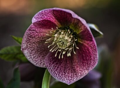 gardening in december hellebore what to plant ideas tips house and garden housekeeping