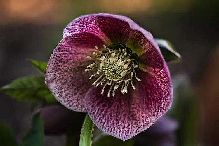 gardening in december hellebore what to plant ideas tips house and garden housekeeping