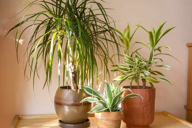 growing dracaena plant indoor_dracena care tips