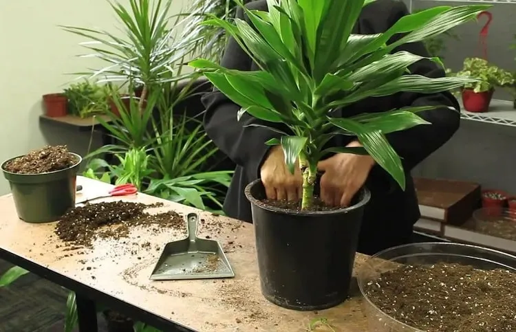 growing dracaena plant indoor_repotting dracaena plant