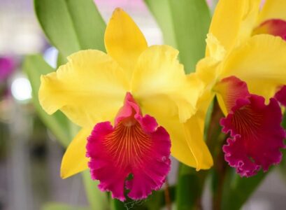 home plants that need little water_beautiful home plants
