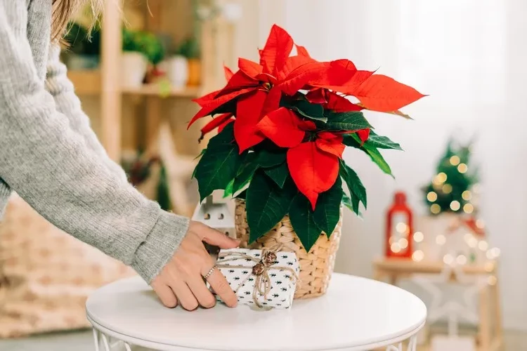 how to care for poinsettia after christmas poinsettia care in winter