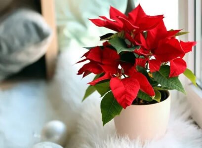 how-to-care-for-poinsettia-in-winter