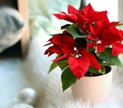 how-to-care-for-poinsettia-in-winter