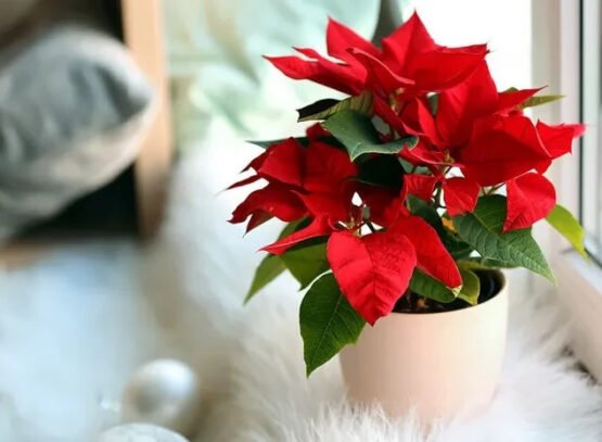 how-to-care-for-poinsettia-in-winter