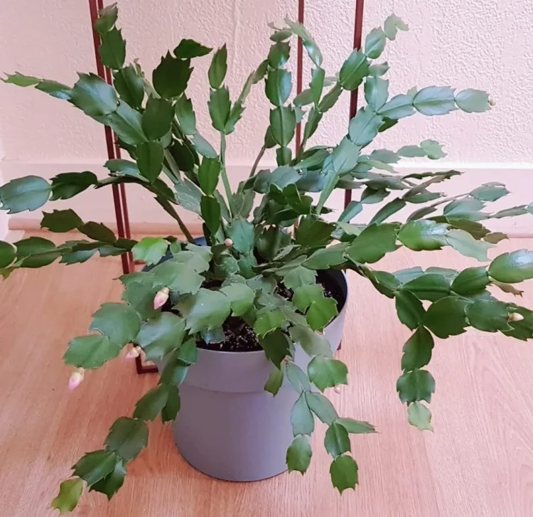 how to care for schlumbergera soft leaves excess lack water