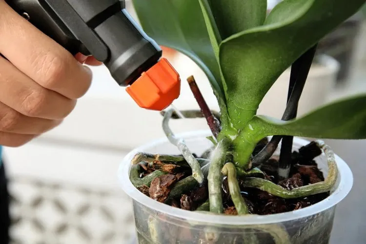 how to fertilize your orchid_cattleya orchid flower