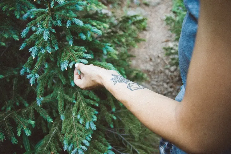 how to plant a christmas tree and recycle it for the next year ideas tips and tricks