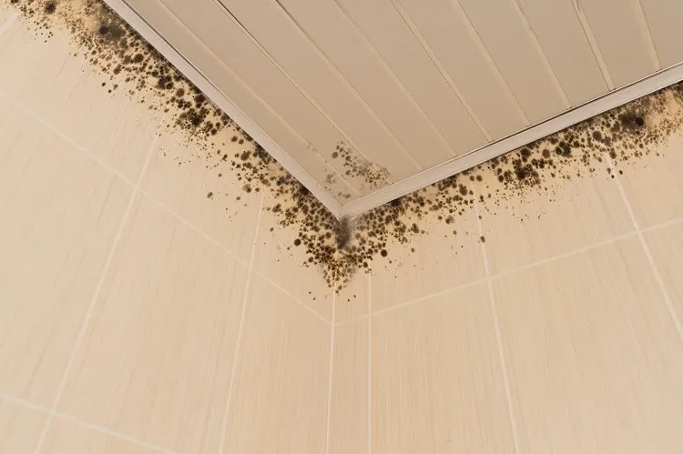 how to remove mold in the shower