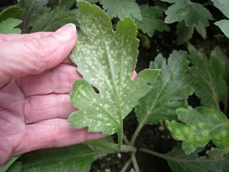 how to treat powdery mildew on mums during wet and warm weather fungicides