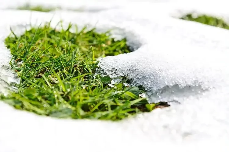 plant grass seeds in winter when it snows