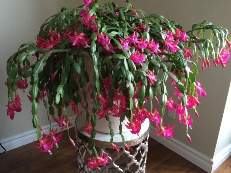 propagate Christmas cactus get a cutting wait wound heal use special soil