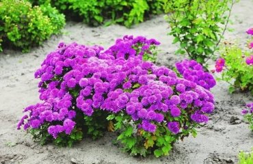 purple chrysanthemum bush grown outdoors proper conditions taking good care for the plant