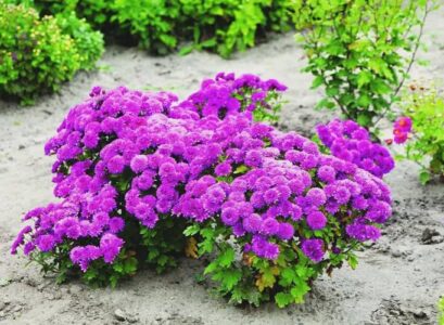 purple chrysanthemum bush grown outdoors proper conditions taking good care for the plant