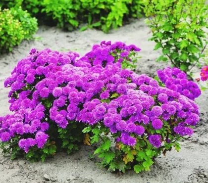 purple chrysanthemum bush grown outdoors proper conditions taking good care for the plant