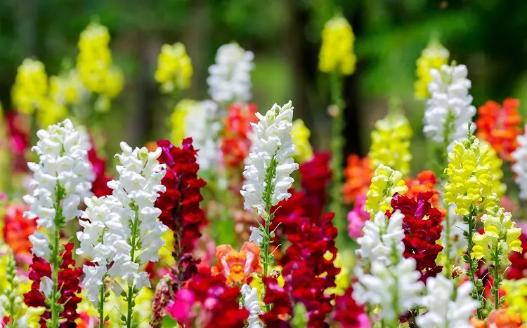 snapdragons annuals perennials plants gardening housekeeping what to plant in december