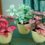 types of polka dot plants pink in pots red and green leaves dots