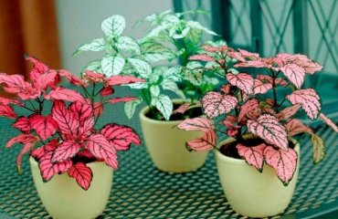 types of polka dot plants pink in pots red and green leaves dots